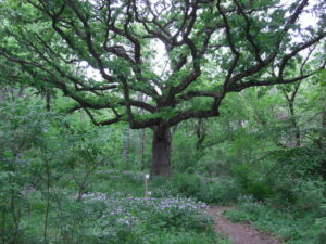 My favorite tree, a White Oak I call “The Mother Lode.” for Naming blog post