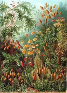 Muscinae (Mosses) by Ernst Haeckel for Wonder blog post