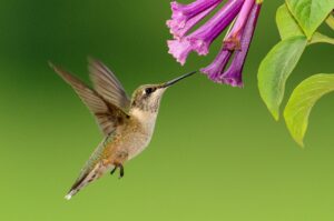 Hummingbird for Wonder blog post